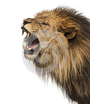 Close-up of a Lion roaring profile, Panthera Leo, 10 years old,