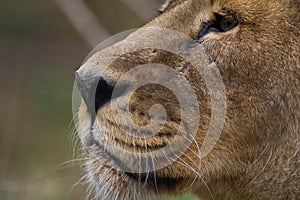 Close up of a lion's face