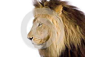 Close-up on a Lion's head (8 years) - Panthera leo