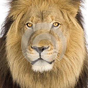 Close-up on a Lion's head (8 years) - Panthera leo