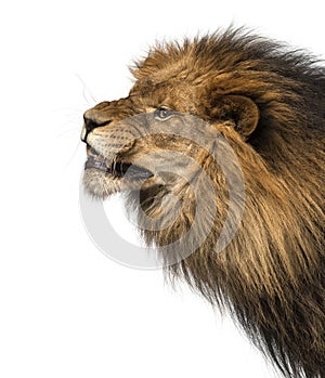 Close-up of a Lion's profile, roaring, Panthera Leo, 10 years ol