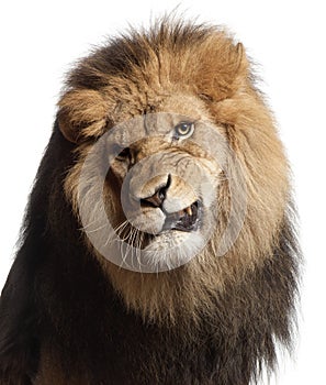 Close-up of lion snarling, Panthera leo, 8 years photo