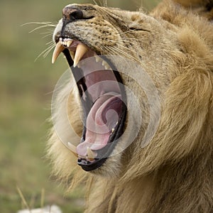 Close-up of Lion yawning, Serengeti National Park