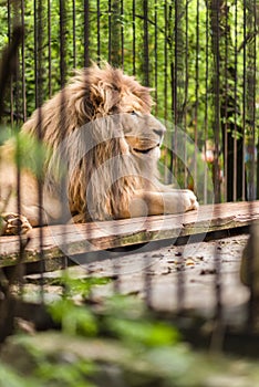Close-up lion in a zoo cage. The animal sits in a cage
