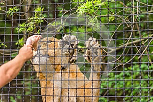 Close-up lion in a zoo cage. The animal sits in a cage, man feeds the lion