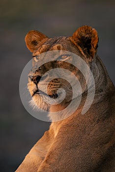 Close-up of lioness with catchlights staring left photo