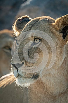 Close-up of lioness face with another behind