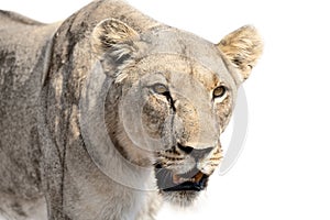 Close-up of lioness isolated in artistic conversion looks very aggressive