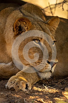 Close-up of lioness laying head on paw photo
