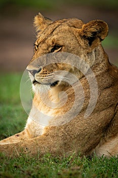 Close-up of lioness lying down on grass