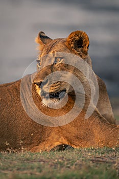 Close-up of lioness lying down looking back