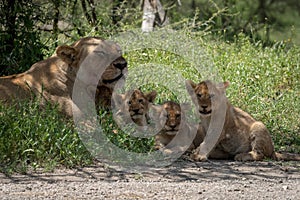 Close-up of lioness lying with four cubs