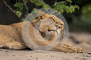 Close-up of lioness lying sleepily on sand photo