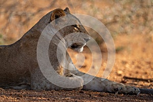 Close-up of lioness lying sleepily in shade photo