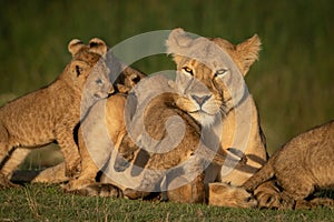 Close-up of lioness mobbed by four cubs