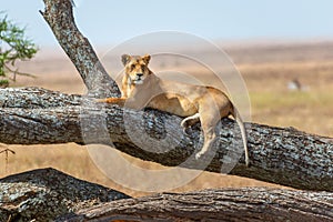 Close up of Lioness resting in a tree. Serengeti National Park Tanzania
