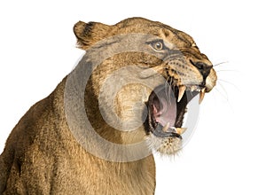 Close-up of a Lioness roaring, Panthera leo, 10 years old photo