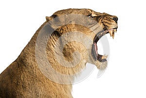 Close-up of a Lioness roaring profile, Panthera leo photo