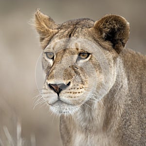 Close-up of Lioness in Serengeti, Tanzania, Africa