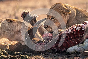 Close-up of lioness slapping another over carcase