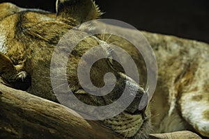 Close up of lioness sleeping. Predator taking a nap. Portrait of a lion resting on the wood.