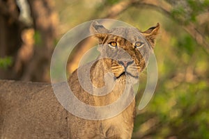 Close-up of lioness standing glaring at camera