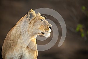 Close-up of lioness staring right with catchlight photo