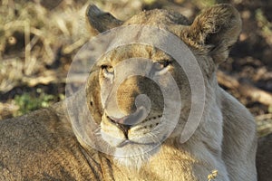 Close-up of lioness with sunlight in her eyes