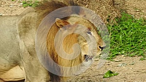 Close-up of a lioness walking with her cub and nudging him through the dry grass in Africa. Closeup of a Lioness sitting near tree