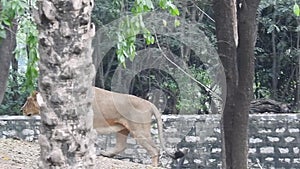 Close-up of a lioness walking with her cub and nudging him through the dry grass in Africa. Closeup of a Lioness sitting near tree