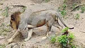 Close-up of a lioness walking with her cub and nudging him through the dry grass in Africa. Closeup of a Lioness sitting near tree