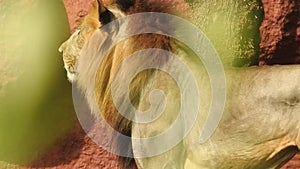 Close-up of a lioness walking with her cub and nudging him through the dry grass in Africa. Closeup of a Lioness sitting near tree