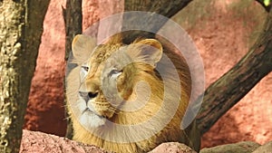 Close-up of a lioness walking with her cub and nudging him through the dry grass in Africa. Closeup of a Lioness sitting near tree