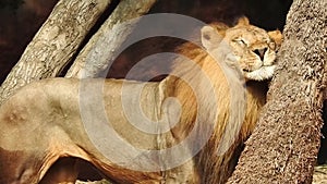 Close-up of a lioness walking with her cub and nudging him through the dry grass in Africa. Closeup of a Lioness sitting near tree