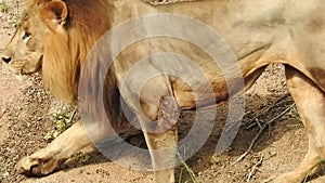 Close-up of a lioness walking with her cub and nudging him through the dry grass in Africa. Closeup of a Lioness sitting near tree