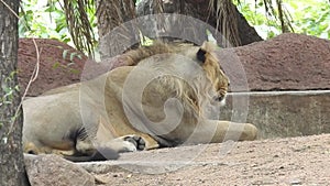 Close-up of a lioness walking with her cub and nudging him through the dry grass in Africa. Closeup of a Lioness sitting near tree