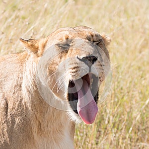 Close-up of lioness yawning with eyes closed