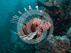 Close-up of a Lionfish