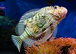 Close Up of a Lionfish