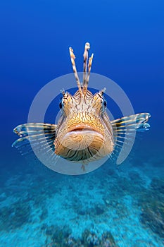 Close-up of a lionfish underwater