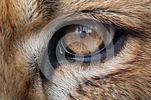 close-up of a lions fierce eyes, capturing the intensity of the performance