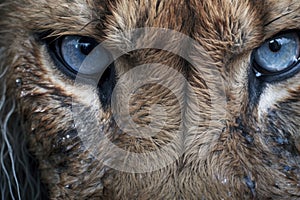 close-up of a lions fierce eyes, capturing the intensity of the performance