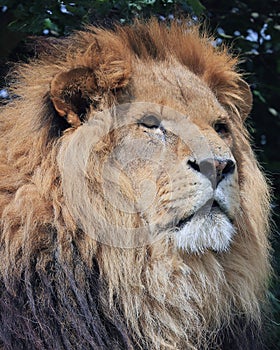 Close up of a lions head