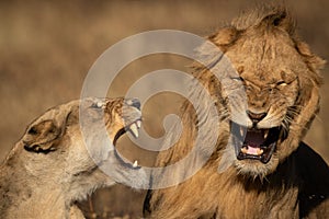 Close-up of lions roaring at each other