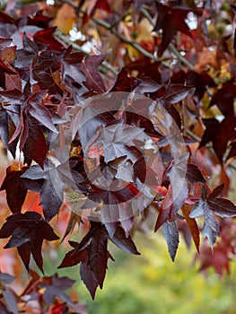 Liquidambar straciflua Worplesdon photo
