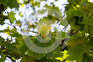 Close-up, Liriodendron selective focus. Tulip-shaped is a beautiful decorative tree in bloom, blooming with yellow