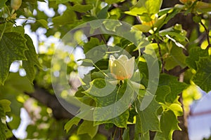 Close-up, Liriodendron selective focus. Tulip-shaped is a beautiful decorative tree in bloom, blooming with yellow