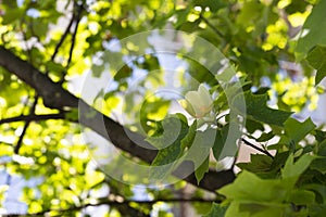 Close-up, Liriodendron selective focus. Tulip-shaped is a beautiful decorative tree in bloom, blooming with yellow