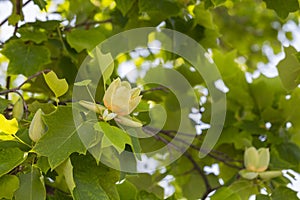 Close-up, Liriodendron selective focus. Tulip-shaped is a beautiful decorative tree in bloom, blooming with yellow