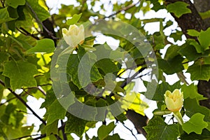 Close-up, Liriodendron selective focus. Tulip-shaped is a beautiful decorative tree in bloom, blooming with yellow